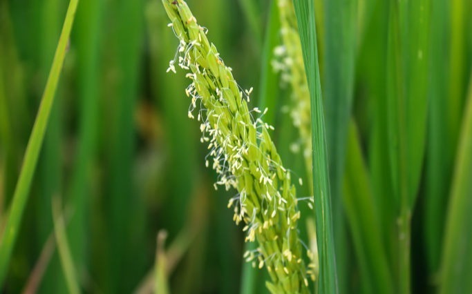 水稻開花監測